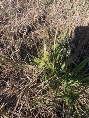 Cyperus echinatus