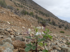Cleome chilensis