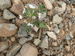Cleome chilensis