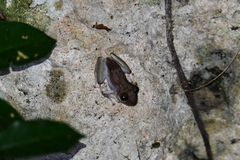 Craugastor yucatanensis