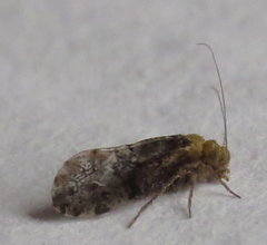 Trichadenotecnum alexanderae