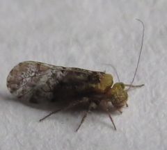 Trichadenotecnum alexanderae