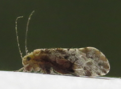 Trichadenotecnum alexanderae