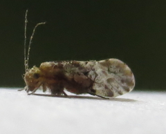 Trichadenotecnum alexanderae