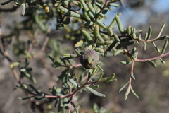Suaeda divaricata