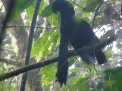Cephalopterus penduliger