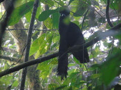 Cephalopterus penduliger