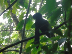 Cephalopterus penduliger