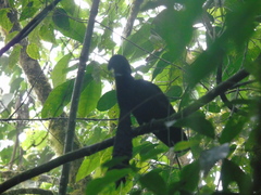 Cephalopterus penduliger