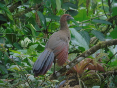 Ortalis erythroptera