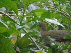 Ortalis erythroptera