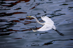 Ardea alba