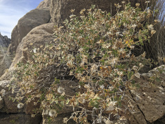 Brickellia atractyloides