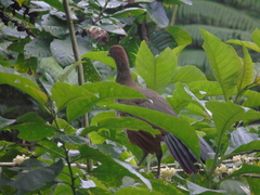 Ortalis erythroptera