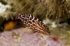 Mycteroperca bonaci
