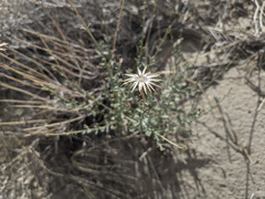 Adenophyllum cooperi