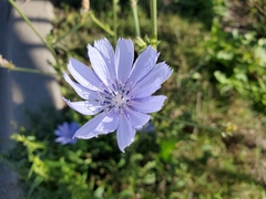 Cichorium intybus