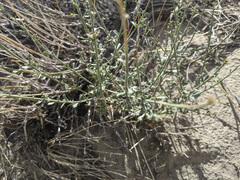 Adenophyllum cooperi