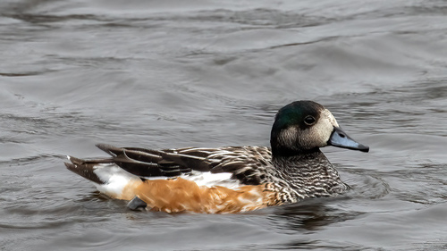 Canard de Chiloé