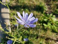 Cichorium intybus