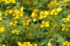 Sclerocarpus uniserialis