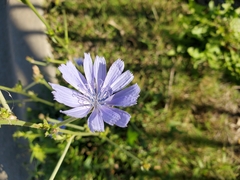 Cichorium intybus