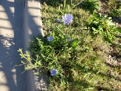 Cichorium intybus