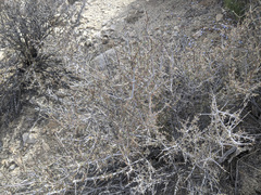 Coleogyne ramosissima