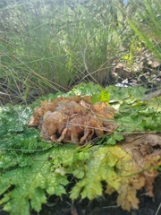 Arctopus echinatus