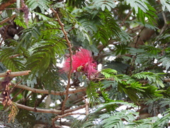Calliandra purdiaei