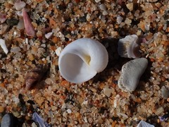 Vanikoro sigaretiformis