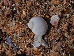 Vanikoro sigaretiformis