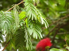 Calliandra purdiaei