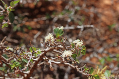Ceanothus martini