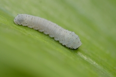 Phymatocera aterrima