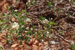 Ceanothus martini