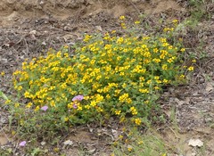 Sclerocarpus uniserialis