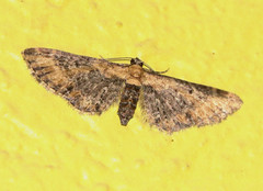 Eupithecia flavigutta