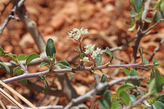 Ceanothus martini