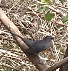 Dumetella carolinensis