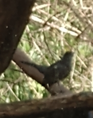 Dumetella carolinensis