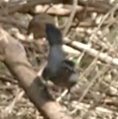 Dumetella carolinensis