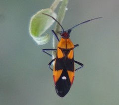 Oncopeltus spectabilis