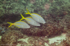 Pseudocaranx dentex