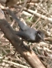 Dumetella carolinensis