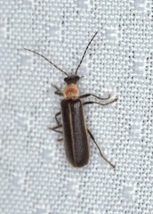 Podabrus quadratus
