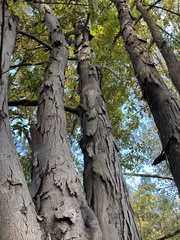 Carya carolinae-septentrionalis