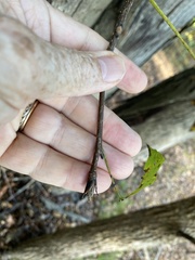Carya carolinae-septentrionalis
