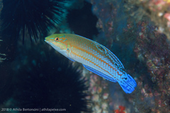 Halichoeres brasiliensis