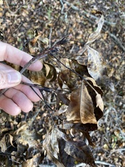 Carya carolinae-septentrionalis